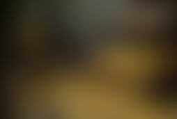 Фотография экшн-игры Золотая лихорадка от компании Rublev Family (Фото 1)